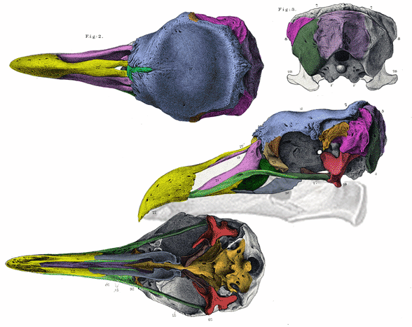Pezophaps skull