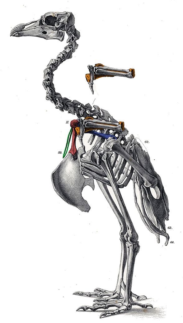 Pezophaps skeleton