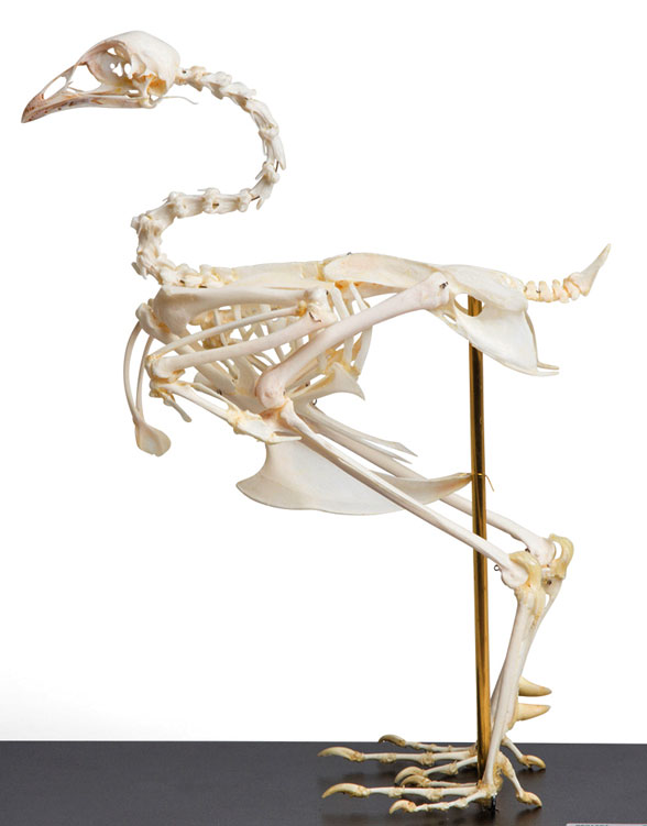 Phasianus skeleton