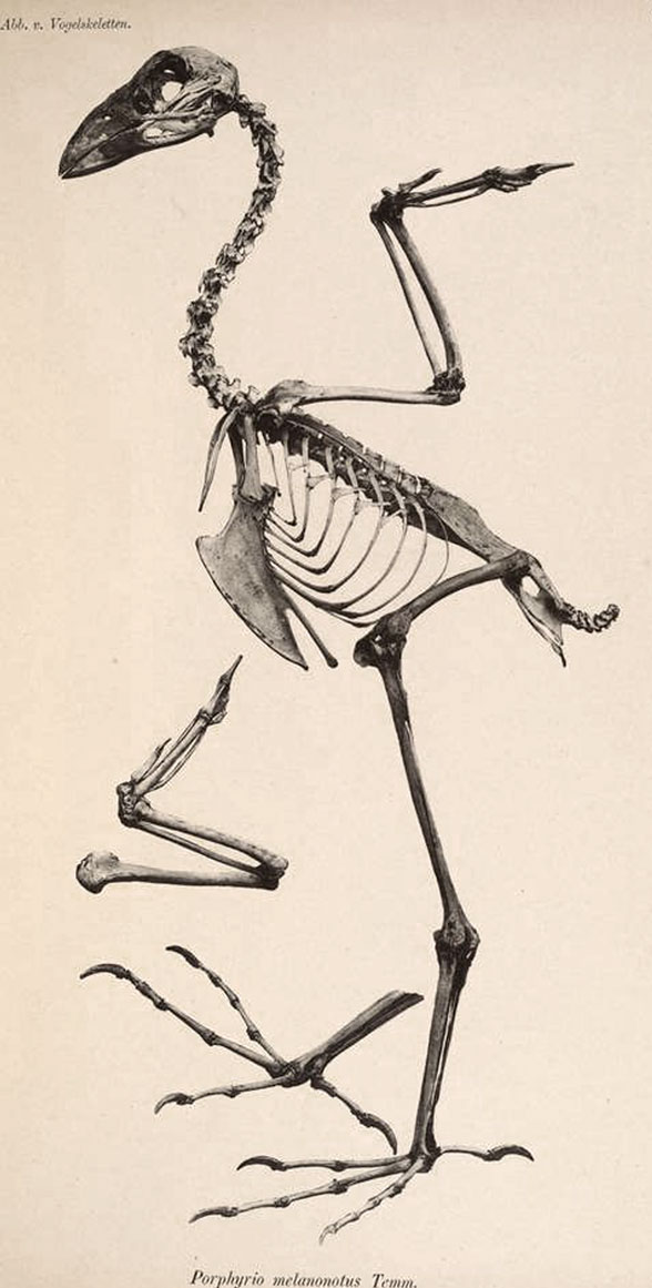Porphyrio skeleton