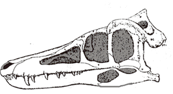 Pseudhesperosuchus skull