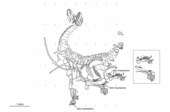 Cathetosaurus