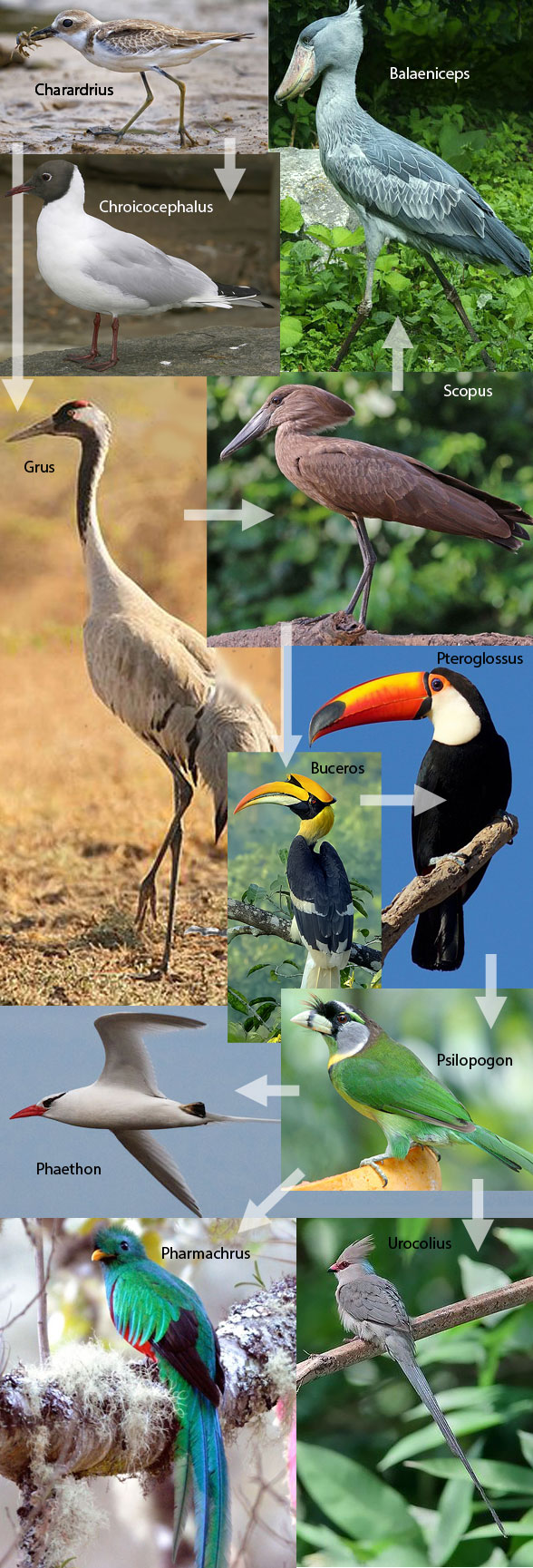 toucan and hornbill evolution