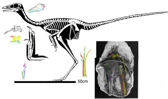 Sinornithoides skeleton