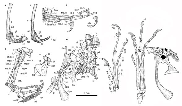 Sinornithosaurus holotype parts