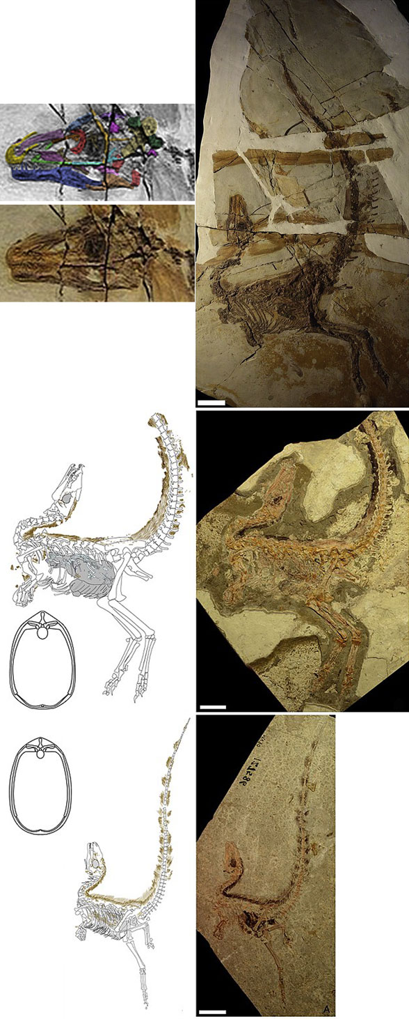 Sinosauropteryx larger specimens