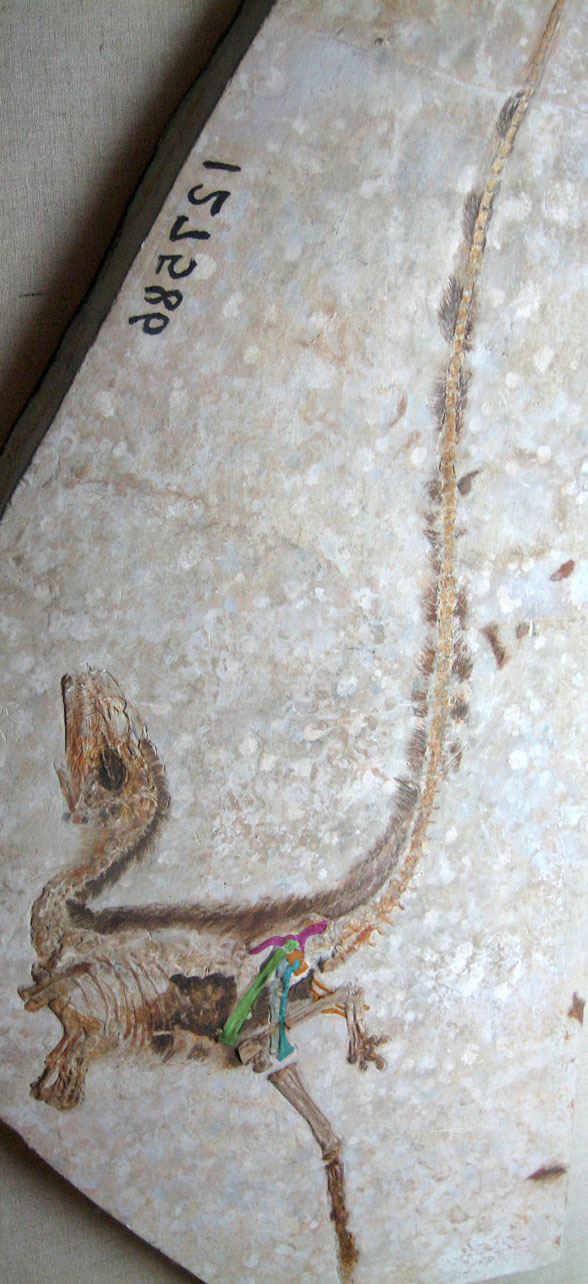 Sinosauropteryx fossil