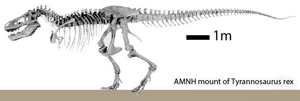 Tyrannosaurus AMNH mount