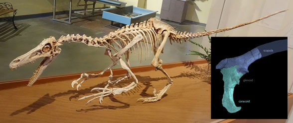 Velociraptor musuem