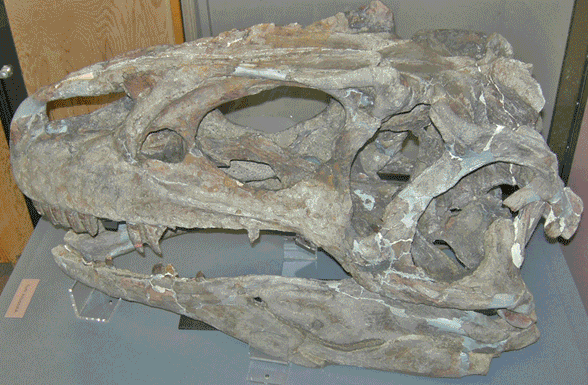 Allosaurus skull tracing