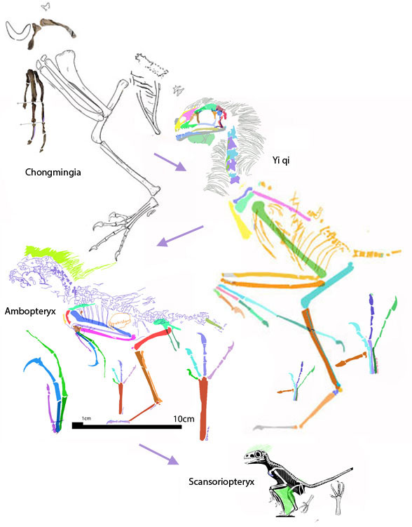 Ambopteryx to scale with Yi qi
