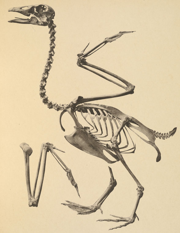 Anser skeleton