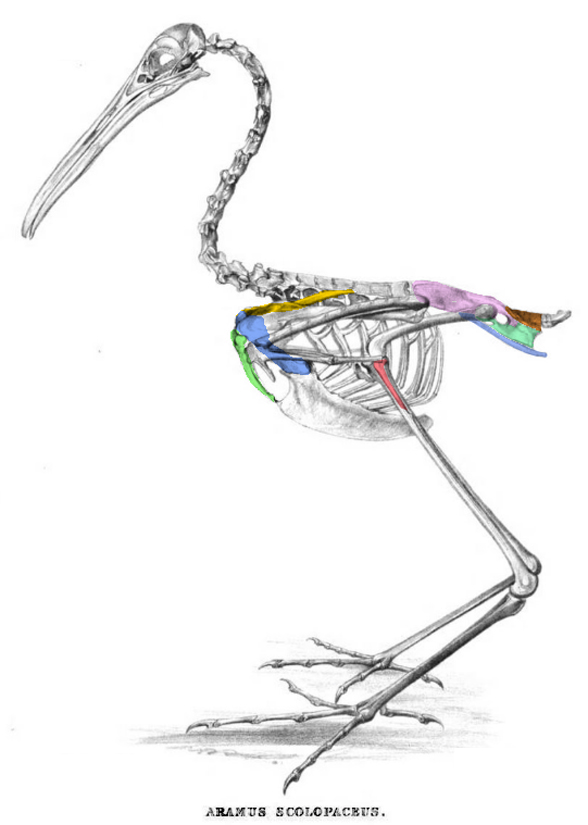 Aramus skeleton