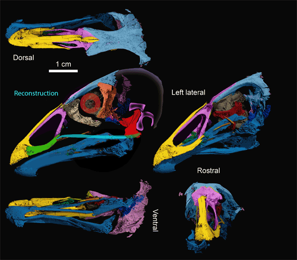 Asteriornis skull