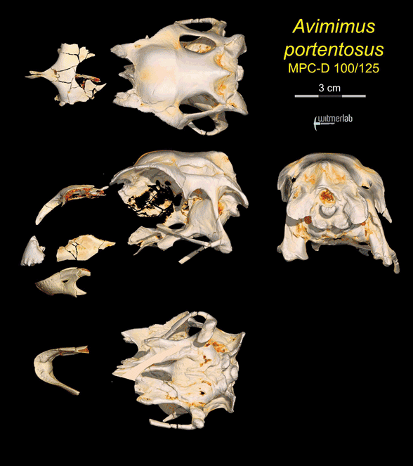 Avimimus skull