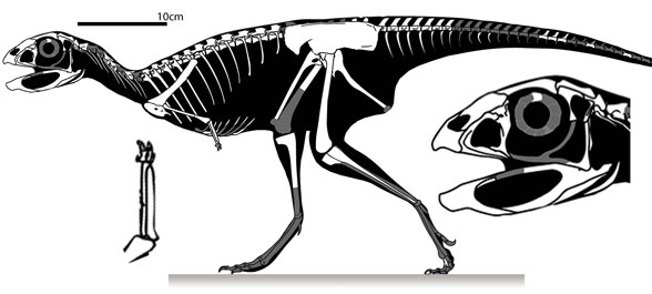 Berthasaura skeleton