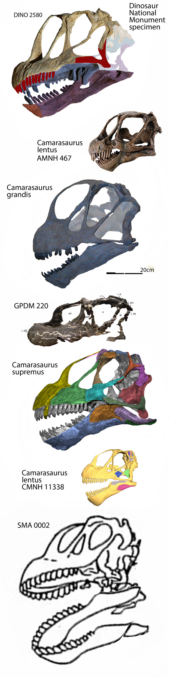 Camarasaurus skulls