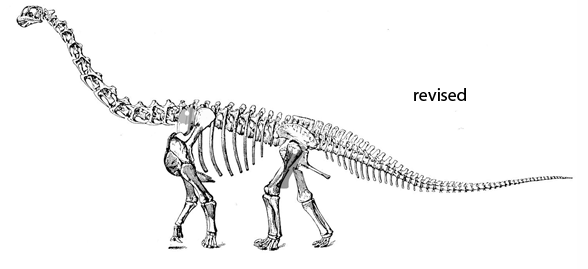 Camarasaurus Christman
