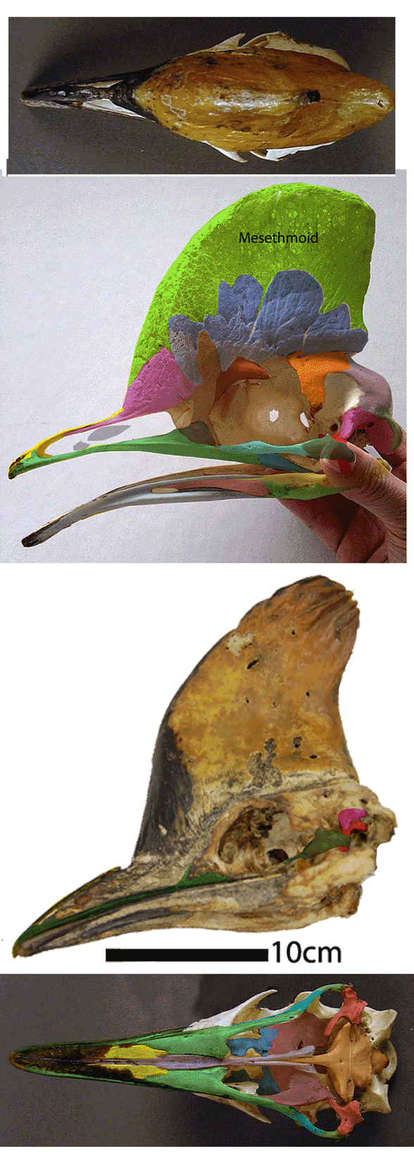 Casowary skull 
