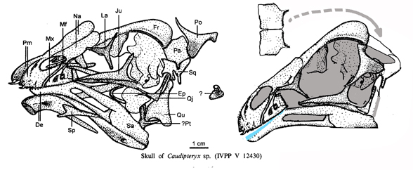 Caudipteryx skull drawing