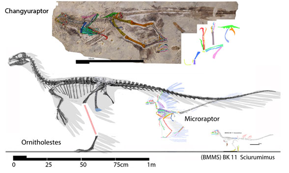 Changyuraptor to scale with Ornitholestes