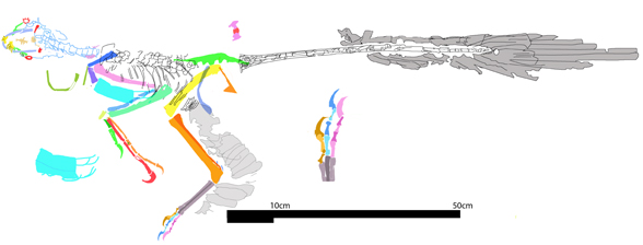 Changyuraptor reconstruction