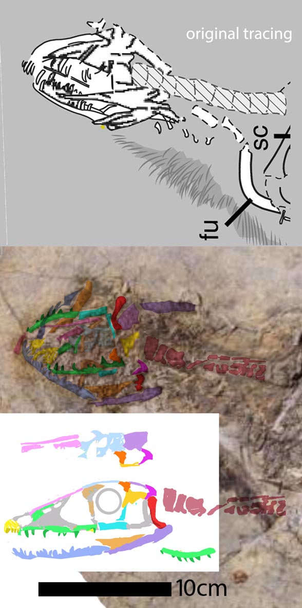 Changyuraptor skull