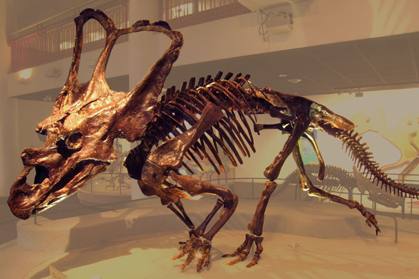 Chasmosaurus belli