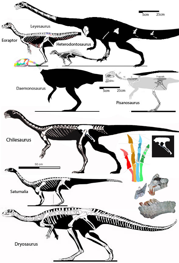 Chilesaurus and kin, including Daemonosaurus