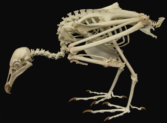Coragyps skeleton