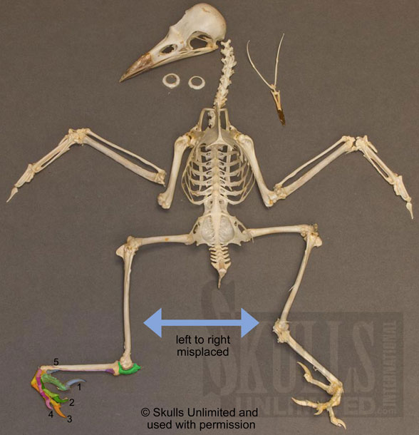 Corvus skeleton
