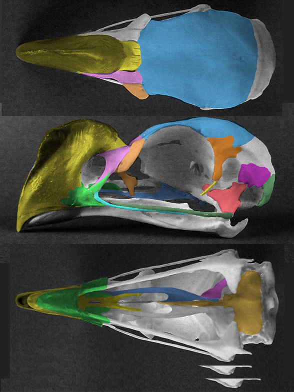 Crax tuberosa skull