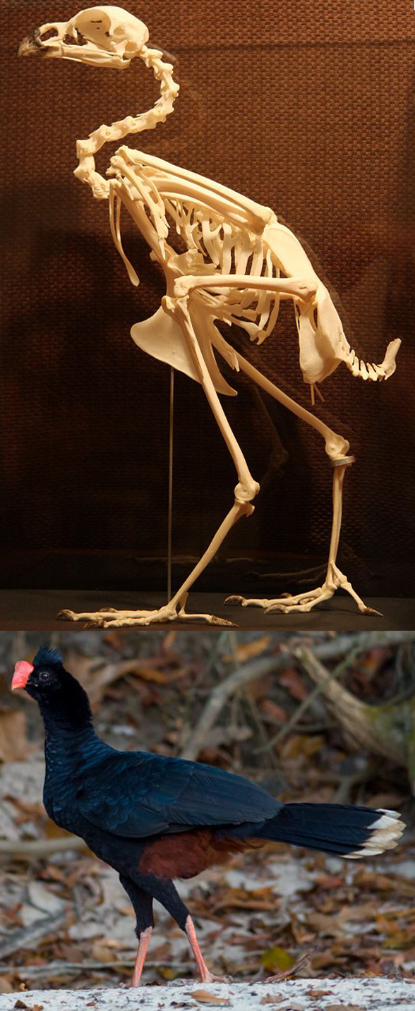 Crax turberosa skeleton