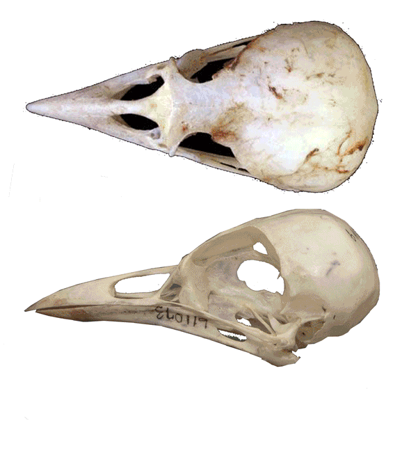 Cyanocitta skull