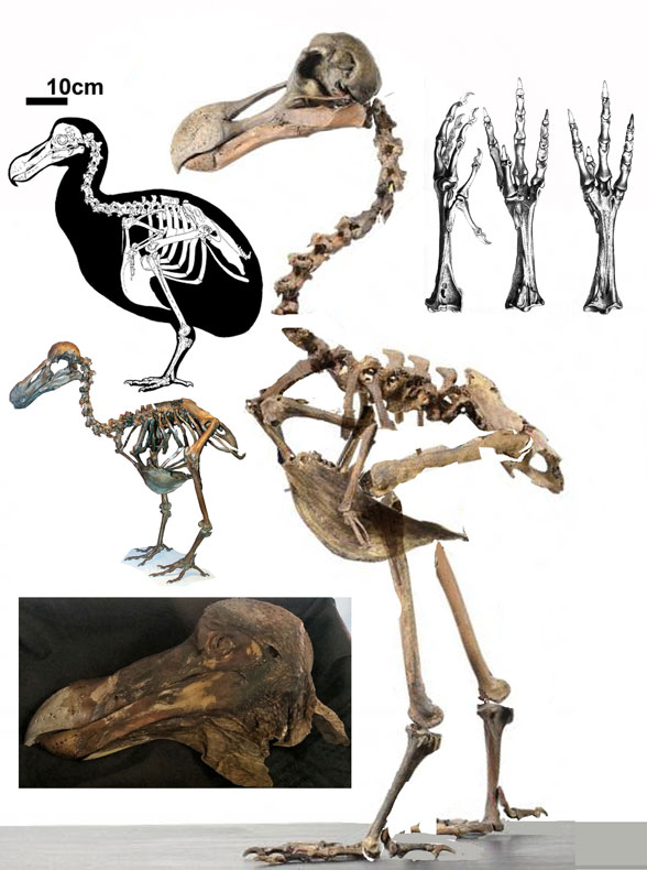 Raphus skeleton