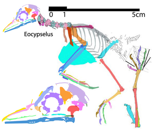 Eocypselus, hummingbird ancestor