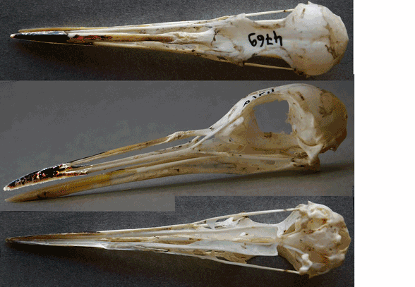 Eurypyga skull