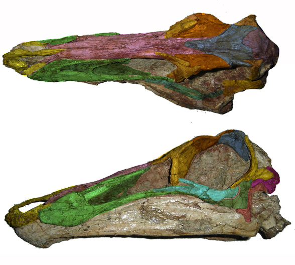 Gallimimus scale