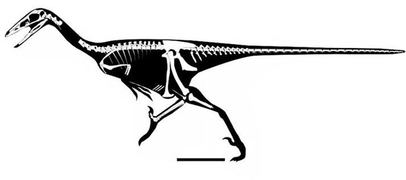 Gobivenator skeleton