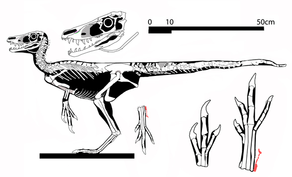 Huaxiagnathus