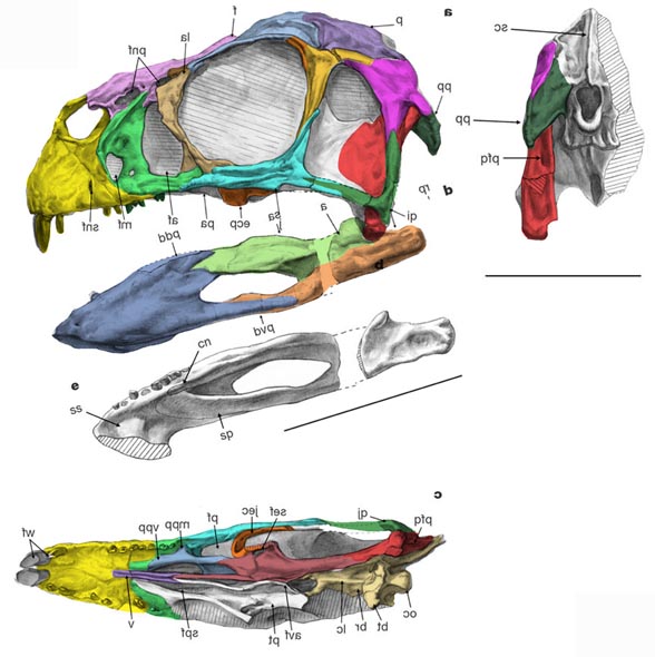 Incisivosaurus