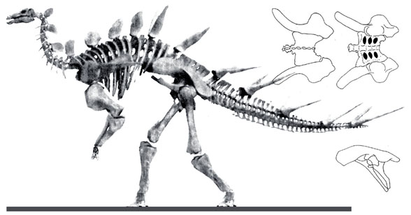 Kentrosaurus bipedal