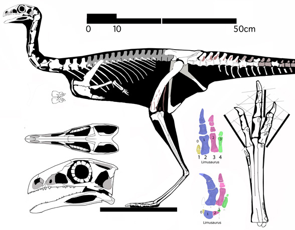 Limusaurus