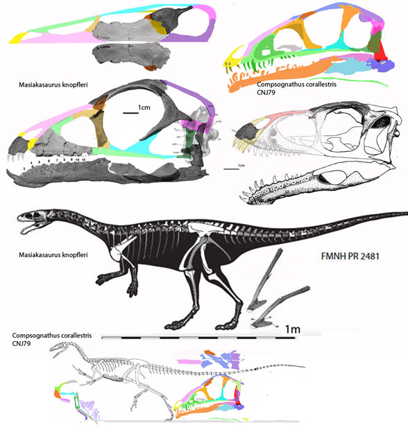Masiakasaurus diagram