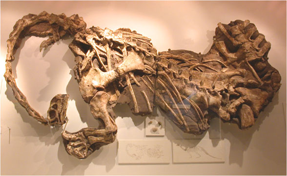 Massospondylus in situ
