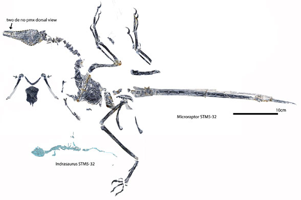 Microraptor STM5-32 with Indrasaurus