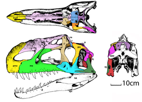Monolophosaurus skull diagram