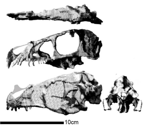 Ornitholestes skull 4 views