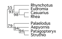 Palaeognaths