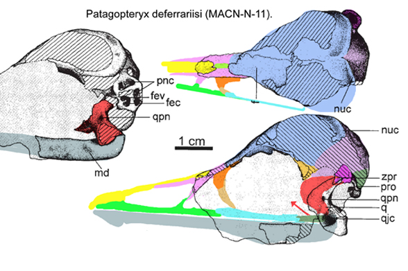 Patagopteryx skull